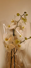 Cargar imagen en el visor de la galería, Orquidea
