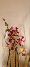 Cargar imagen en el visor de la galería, Orquidea
