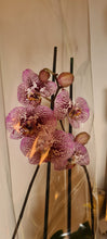 Cargar imagen en el visor de la galería, Orquidea