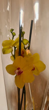 Cargar imagen en el visor de la galería, Orquidea