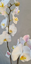 Cargar imagen en el visor de la galería, Orquidea