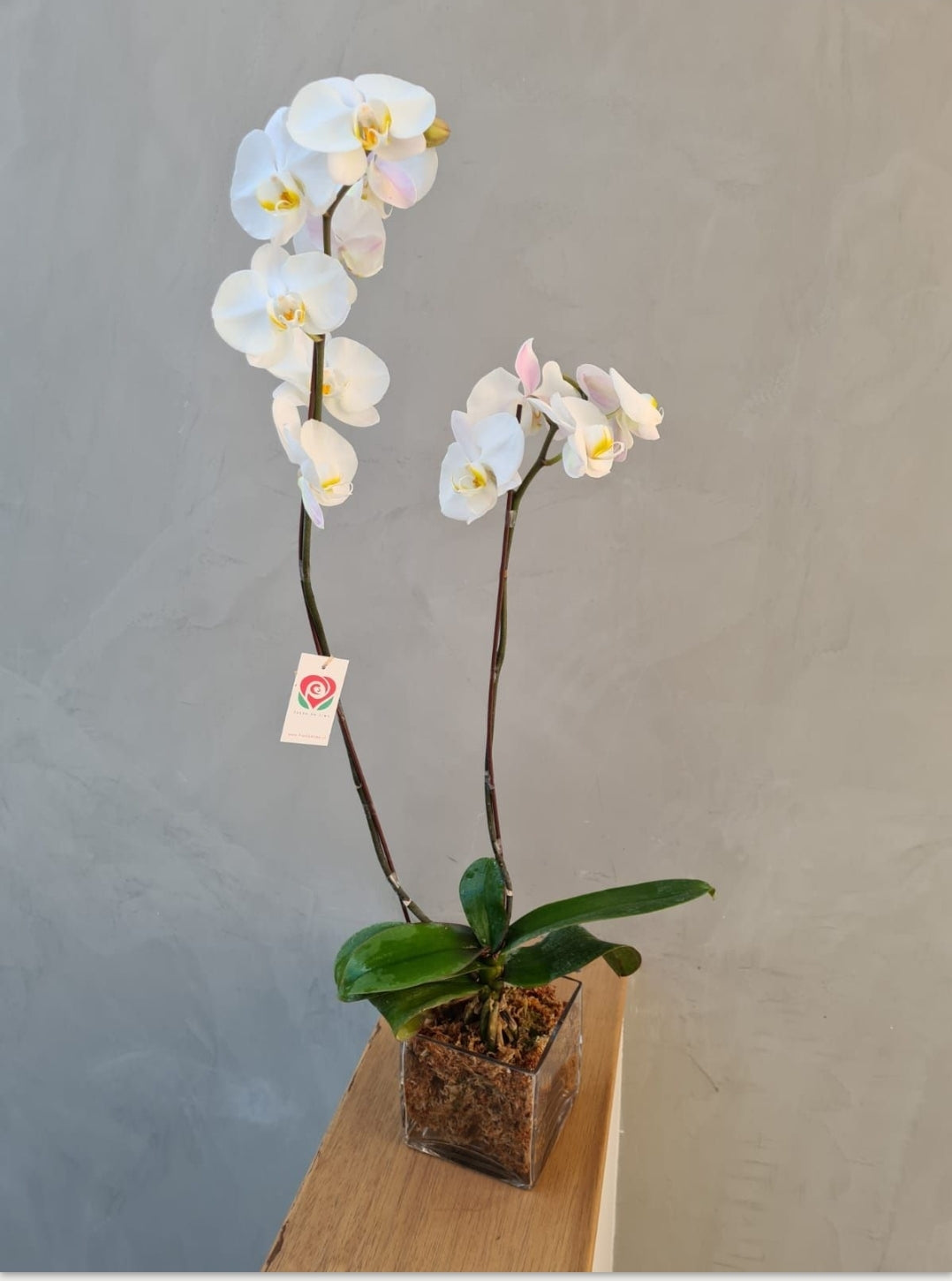 Orquidea